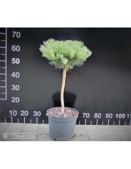 Pinus sylvestris Tabuliformis 5/I Pa 20