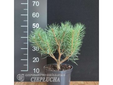 Pinus sylvestris Chantry Blue 5/I Pa 20