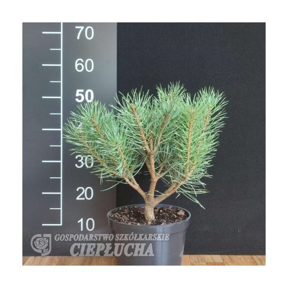 Pinus sylvestris Chantry Blue 5/I Pa 20