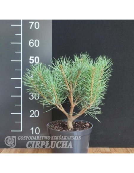 Pinus sylvestris Chantry Blue 5/I Pa 20