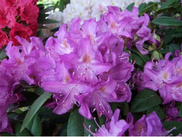 Różanecznik Purpureum Grandiflorum