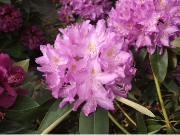 Różanecznik Purpureum Grandiflorum 2
