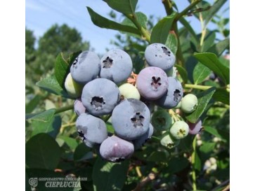 Borówka amerykańska Elizabeth