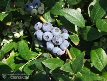 Borówka amerykańska Elizabeth 2