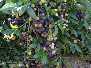 Borówka półwysoka North Country