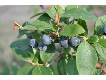 Borówka półwysoka North Country 2