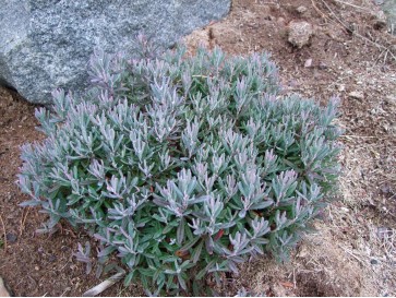 Modrzewnica pospolita 'Blue Ice'