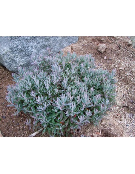 Modrzewnica pospolita 'Blue Ice'