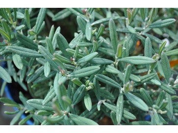 Modrzewnica pospolita 'Blue Ice' 2