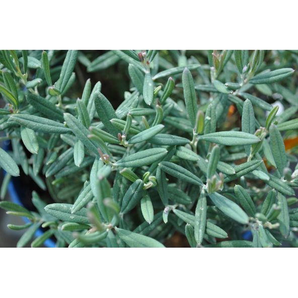 Modrzewnica pospolita 'Blue Ice'