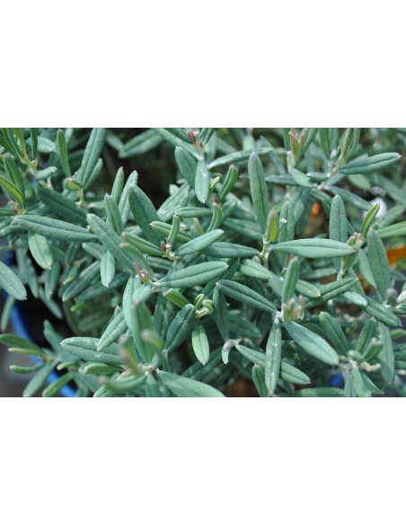 Modrzewnica pospolita 'Blue Ice'