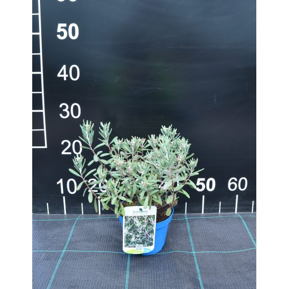 Modrzewnica pospolita 'Blue Ice'