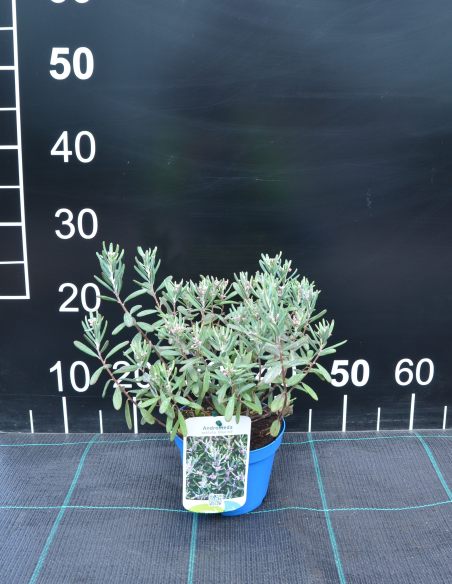 Modrzewnica pospolita 'Blue Ice'