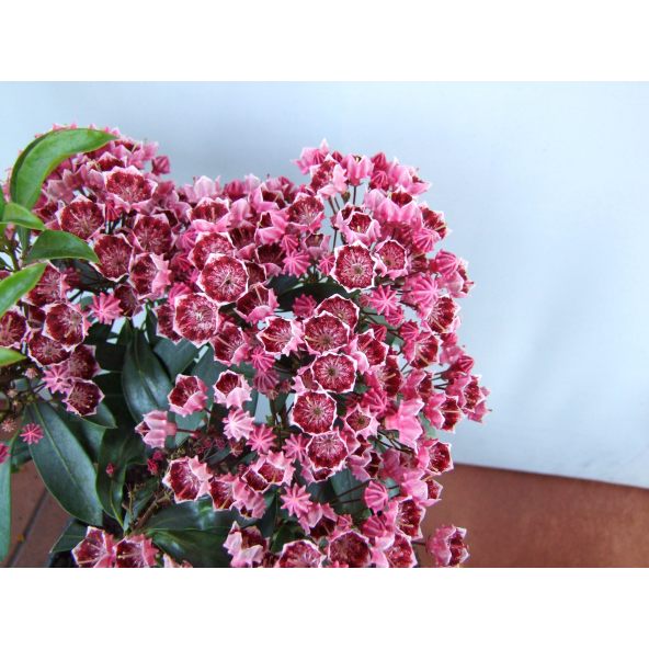 Kalmia szerokolistna 'Kaleidoskop'