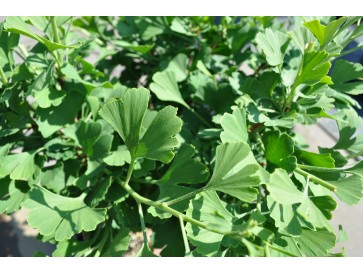 Miłorząb dwuklapowy 'Baldi'