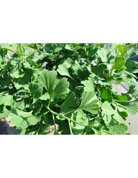 Miłorząb dwuklapowy 'Baldi'