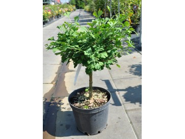 Miłorząb dwuklapowy 'Baldi' 2