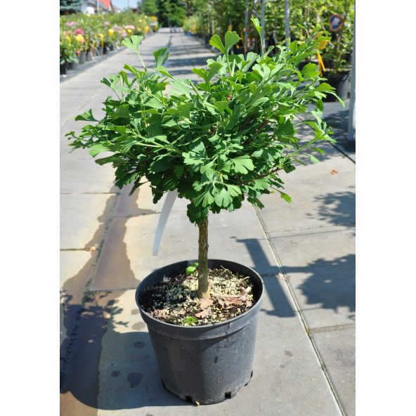 Miłorząb dwuklapowy 'Baldi'