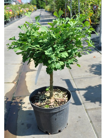 Miłorząb dwuklapowy 'Baldi'