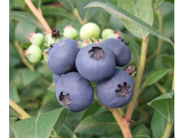 Borówka tarasowa Aino