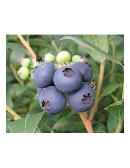 Borówka tarasowa Aino