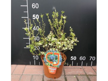 Borówka tarasowa Aino 2