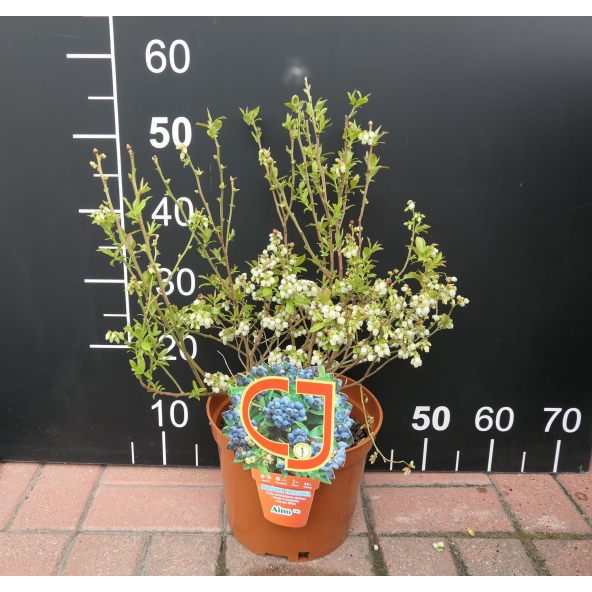 Borówka tarasowa Aino