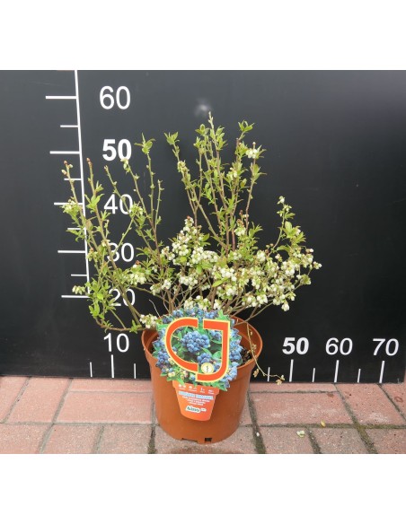 Borówka tarasowa Aino