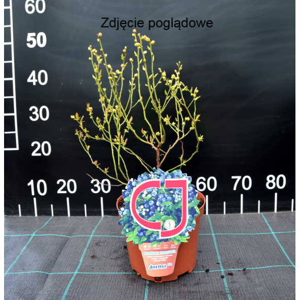 Borówka tarasowa Aino