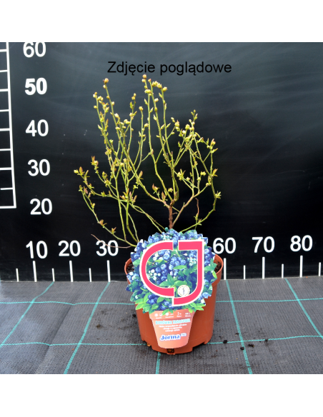 Borówka tarasowa Aino