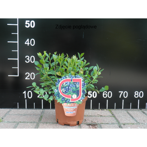 Borówka tarasowa Aino