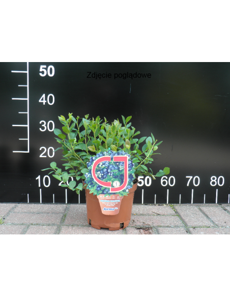 Borówka tarasowa Aino