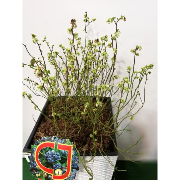 Borówka tarasowa Aino