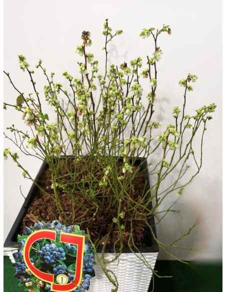 Borówka tarasowa Aino