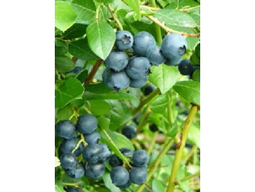 Borówka tarasowa Alvar