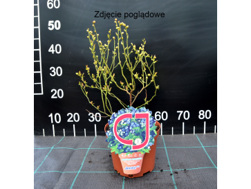 Borówka tarasowa Alvar 2