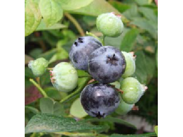 Borówka tarasowa Arto