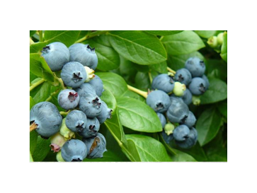 Borówka Tarasowa Jorma