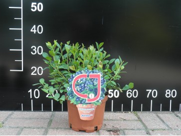 Borówka Tarasowa Jorma 2