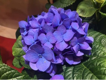 Hortensja Diva Fiore