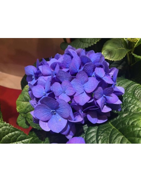 Hortensja Diva Fiore