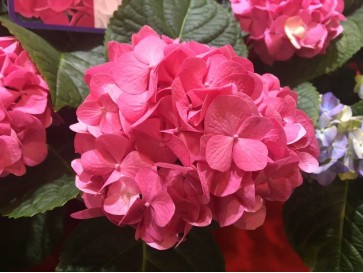 Hortensja Diva Fiore 2