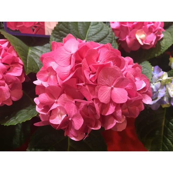 Hortensja Diva Fiore