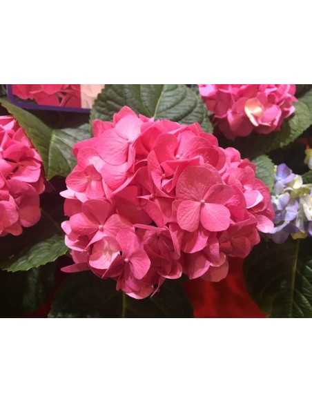 Hortensja Diva Fiore