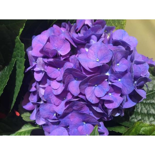 Hortensja Diva Fiore