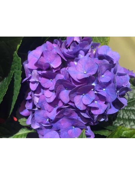 Hortensja Diva Fiore
