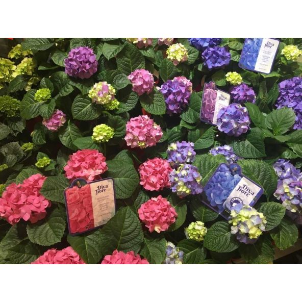 Hortensja Diva Fiore