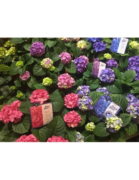 Hortensja Diva Fiore