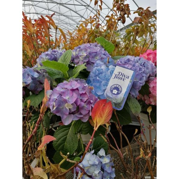 Hortensja Diva Fiore