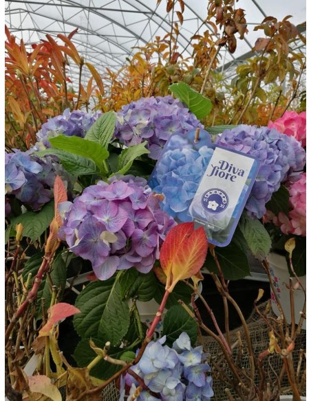 Hortensja Diva Fiore